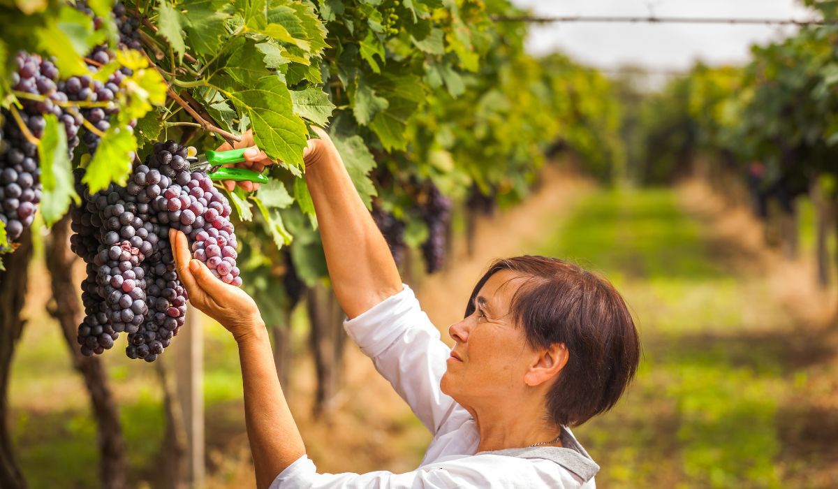Podczas zbierania winogron, warto zwrócić uwagę na to, czy są w pełni dojrzałe - Pyszności; Foto Canva.com