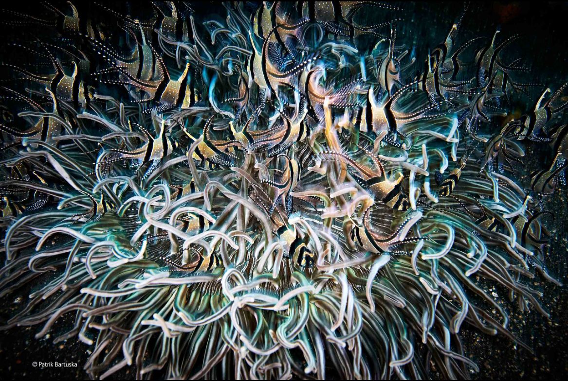 Zwycięzcy konkursu Wildlife Photographer of the Year 2014 41