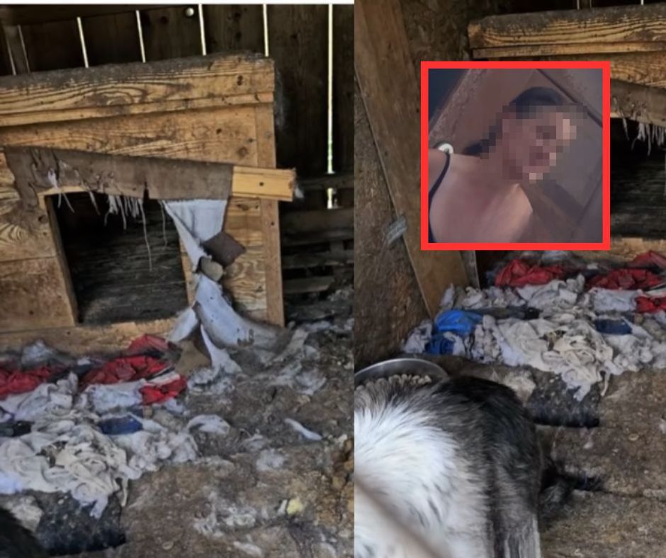 Aktywiści przyszli odebrać psy. Na miejscu znaleźli 8 dzieci