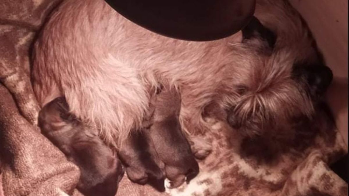 Szczeniaki zostały wyrzucone na śmietnik 