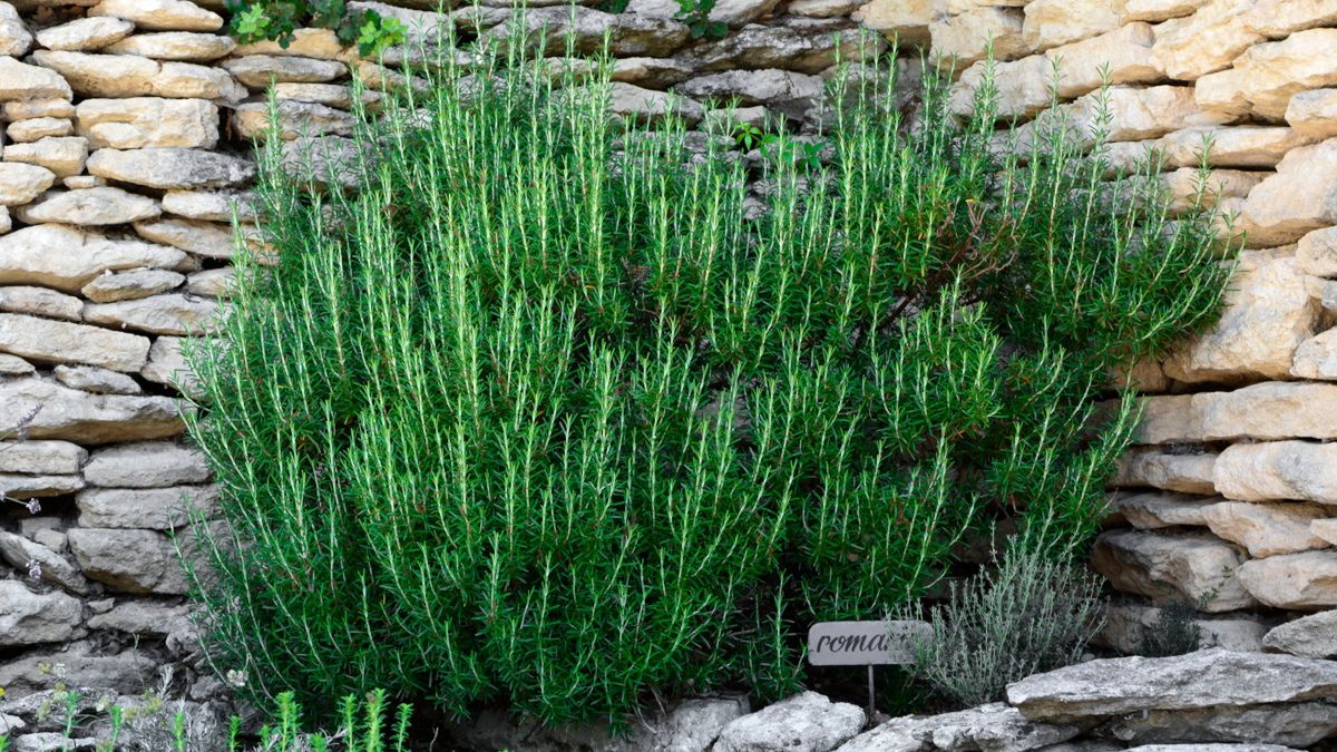 Duży krzaczek rozmarynu