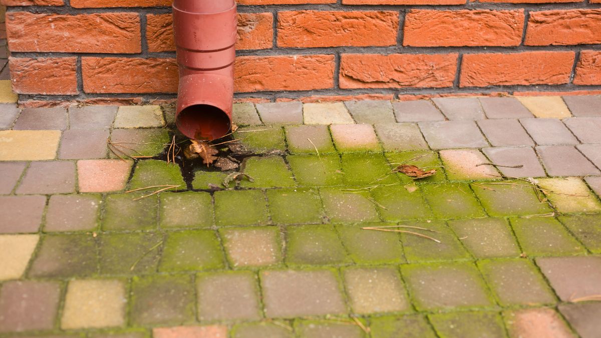 Tak czyszczę zieloną kostkę brukową 