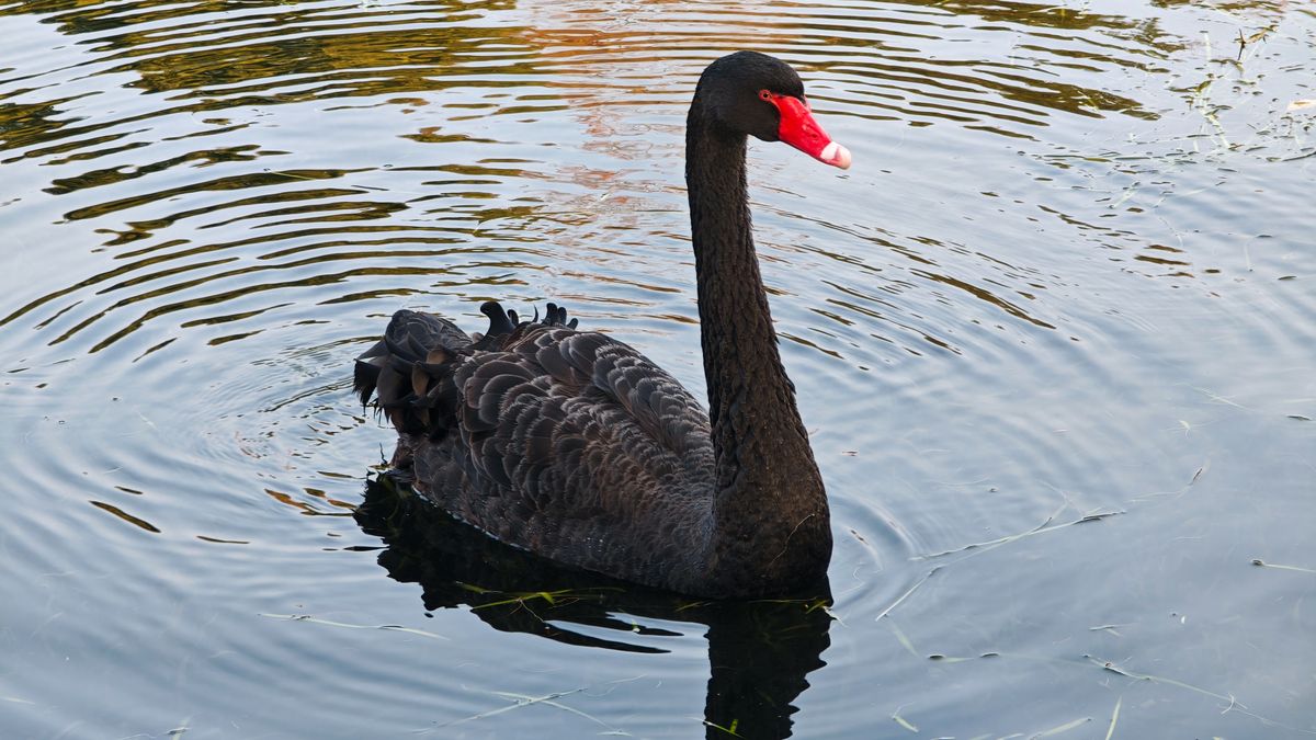 Czarny łabędź - zdjęcie ilustracyjne