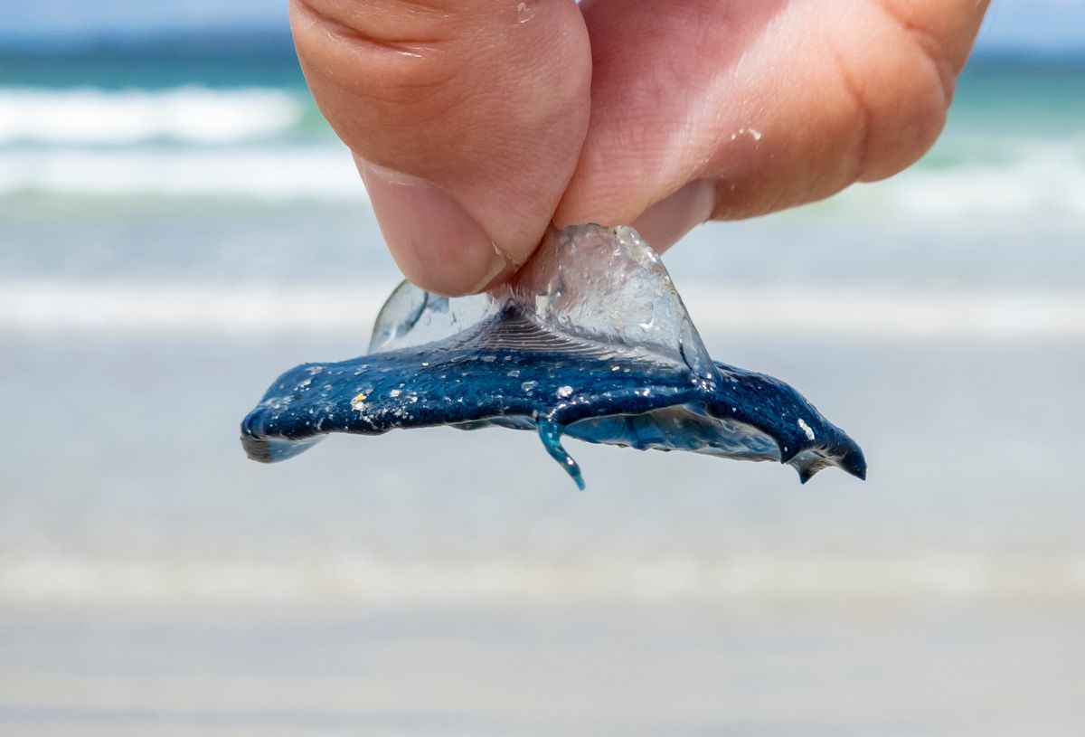 Velella velella