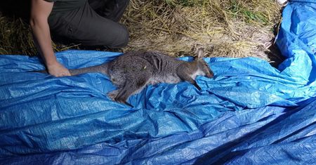 Uciekł z posesji. Trzeba było sięgnąć po niecodzienną pomoc