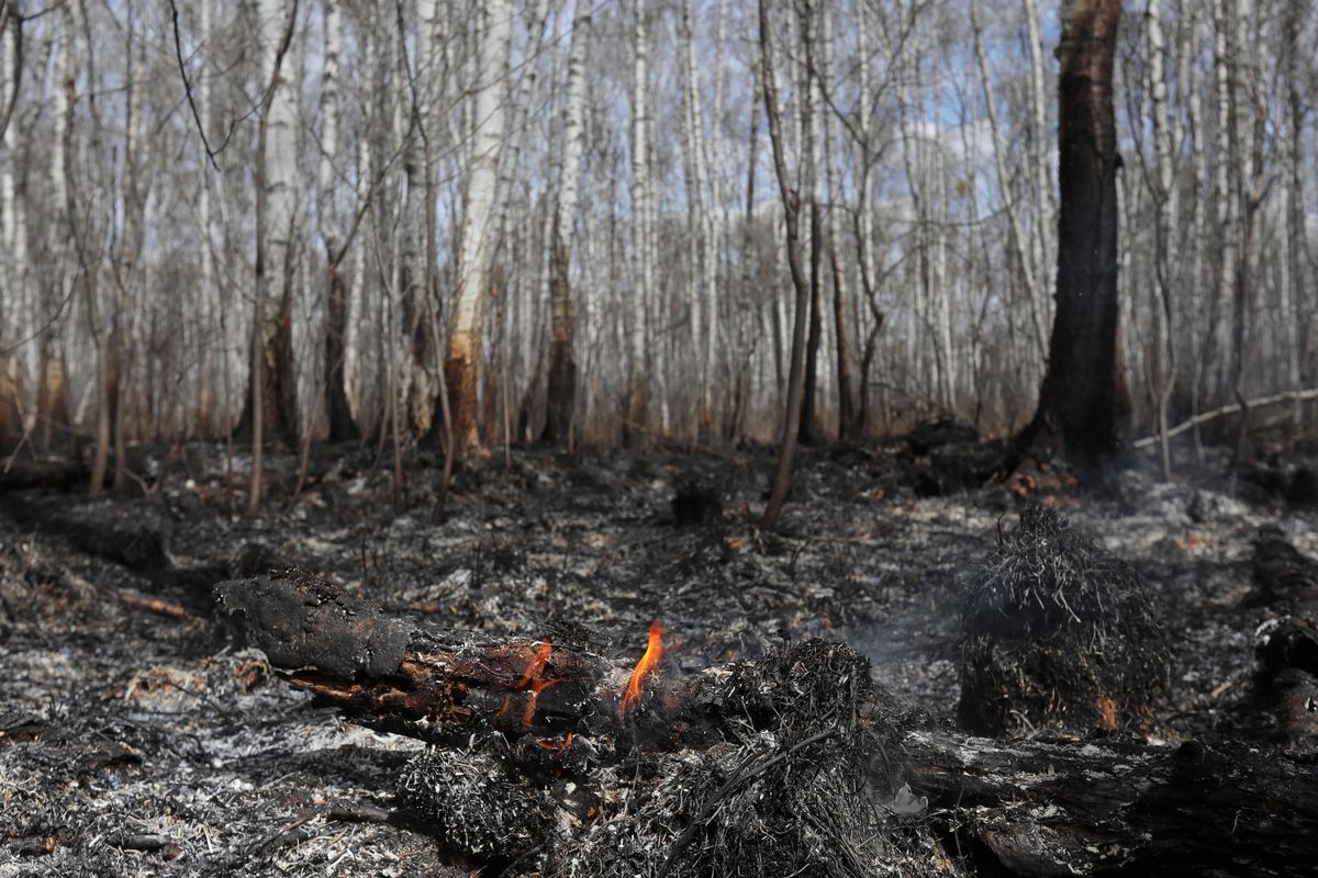 Płoną lasy i łąki na Mazowszu. Powodem susza, wypalanie traw i podpalenia