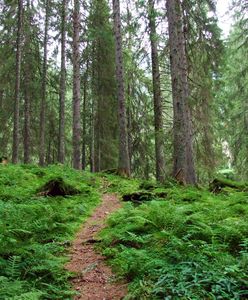 Lasy Państwowe przypominają jak się wypróżniać w lesie. "To takie proste"