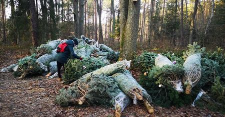 Las Sękociński. Ponad 70 choinek porzuconych w lesie. "Nie sprzedały się"