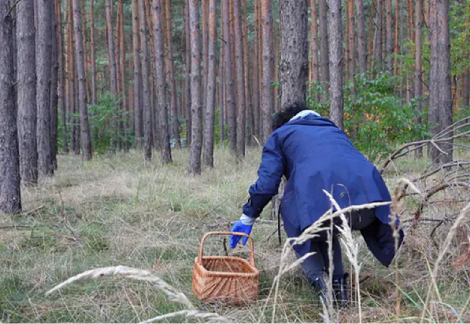 Wyjątkowy grzyb w polskim lesie. Grzybiarka pokazała nagranie
