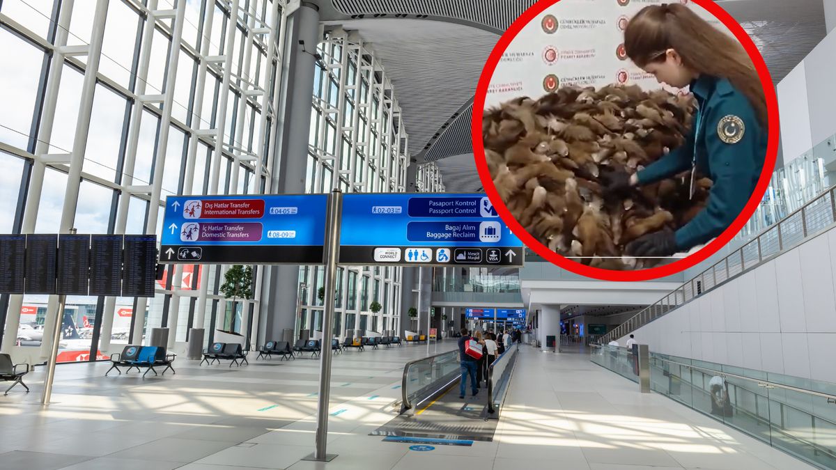 Celnicy osłupieli, kiedy zobaczyli zawartość bagaży 