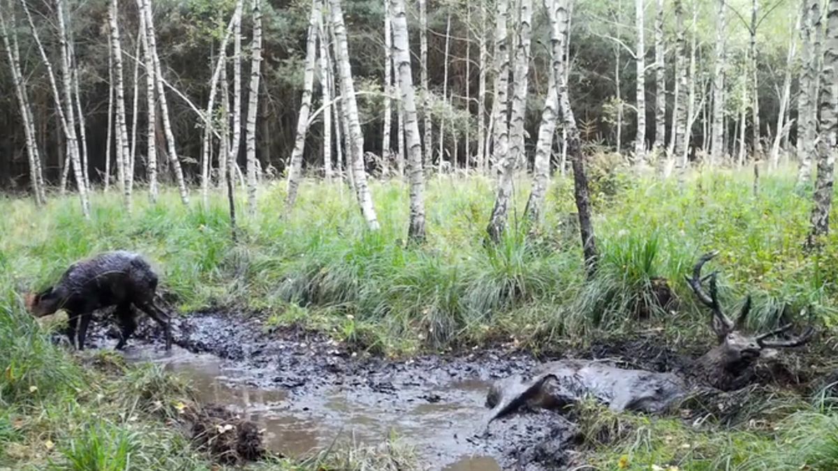 Dla jeleni zbliża się najważniejszy czas w całym roku