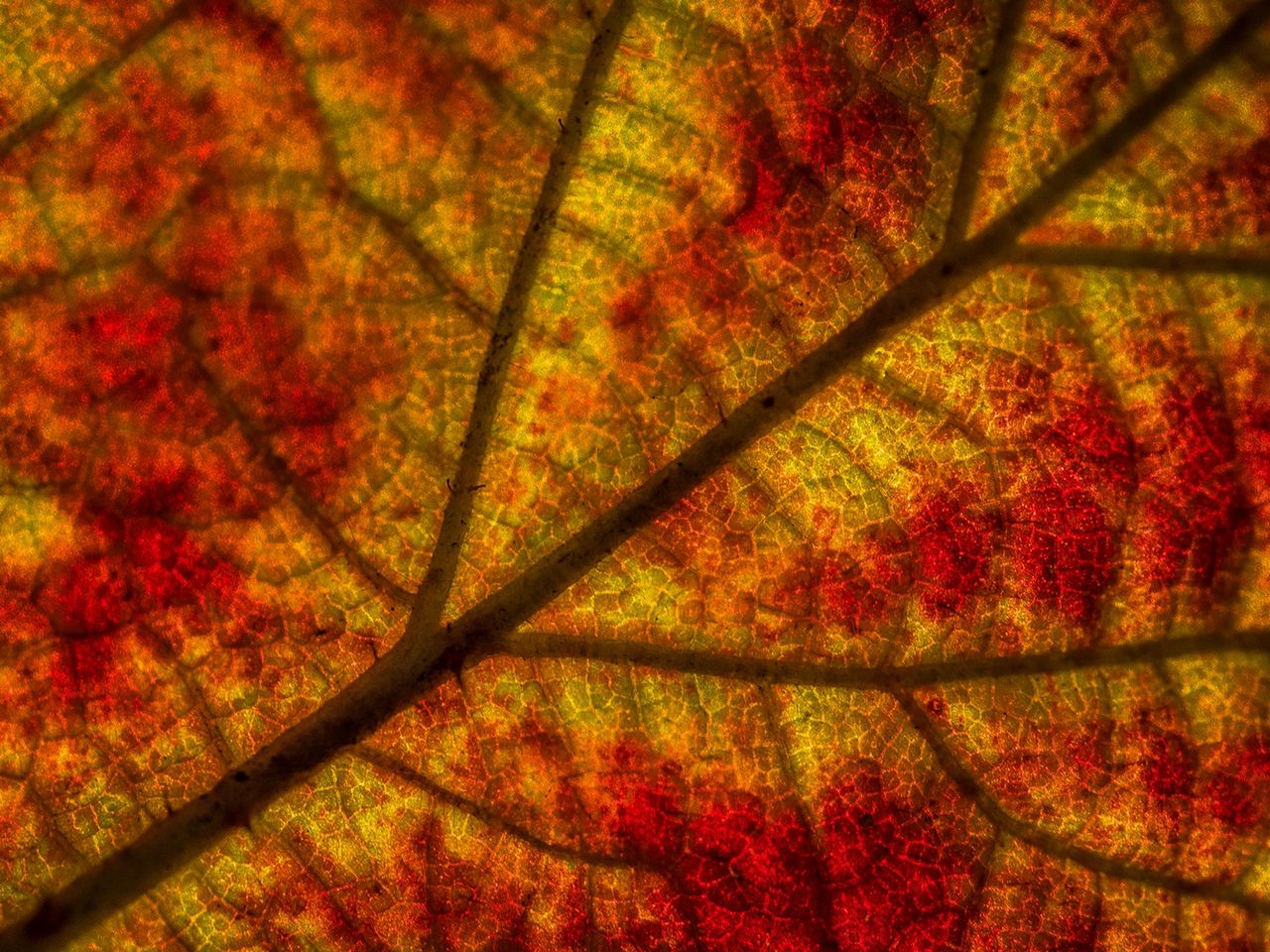 Zdjęcie #1: jesienny liść pod ostre światło  |  f/5.6, 1/320 s, ISO 200  |  Olympus OM-D E-M1 + Olympus M. Zuiko ED 60 mm f/2.8 Macro