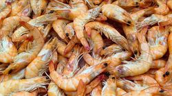 Chityna - charakterystyka, właściwości, zastosowanie, kosmetyki na bazie chitozanu