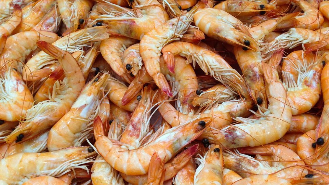 Chityna jest składnikiem budulcowym pancerzy skorupiaków, np. krewetek oraz zewnętrznych szkieletów insektów.