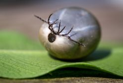 Kleszcze atakują. Weterynarze biją na alarm