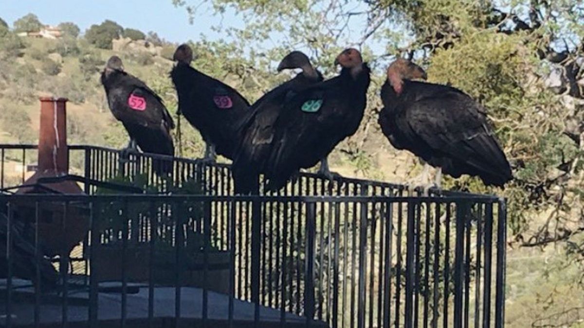 Kondory "przejęły" kalifornijski dom