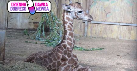Wielka radość w zamojskim zoo. Maluch ma 170 cm i waży 70 kg