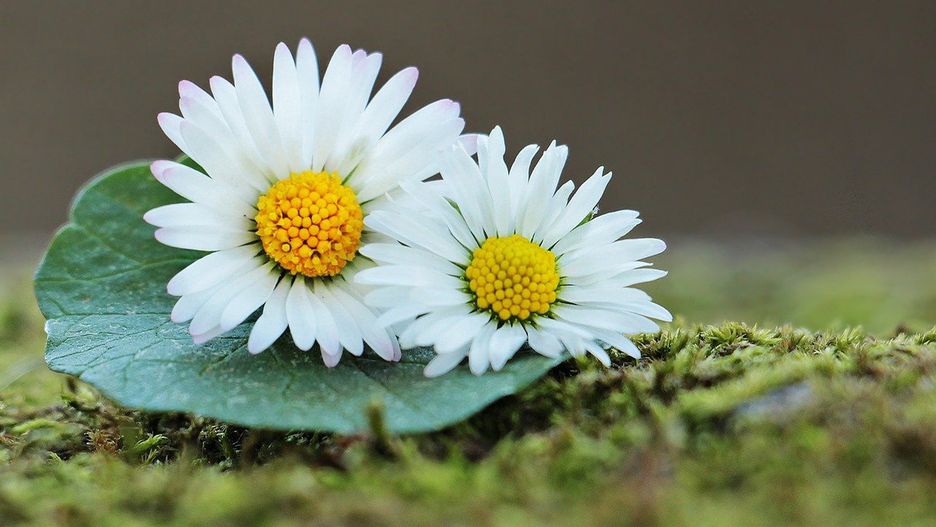 Złóż życzenia na Dzień Kobiet 8 marca