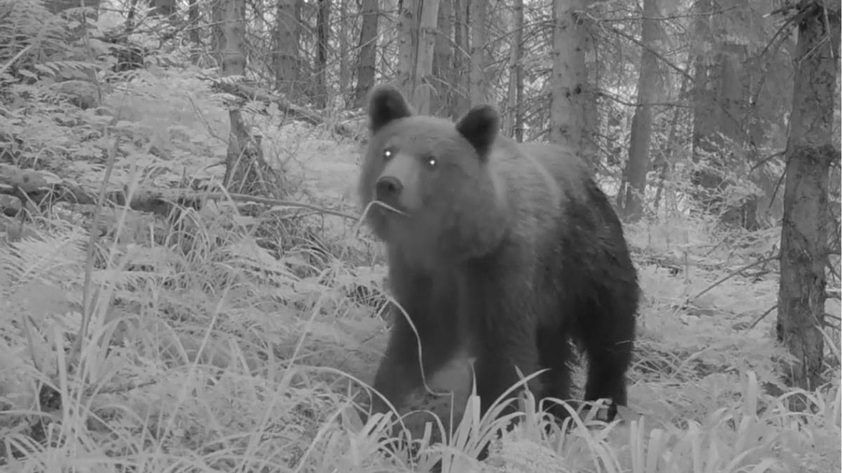 niedźwiedź złapany w fotopułapkę w Beskidzie Żywieckim