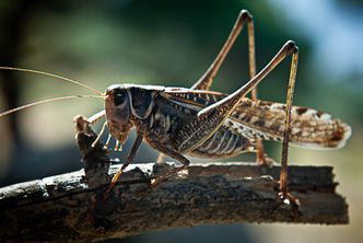Dziesiątki tysięcy hektarów upraw w Rosji zniszczone przez szarańczę