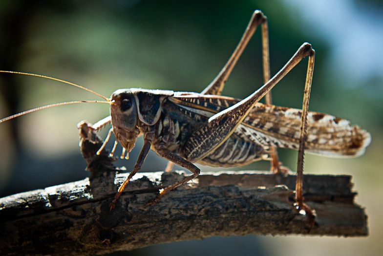Dziesiątki tysięcy hektarów upraw w Rosji zniszczone przez szarańczę