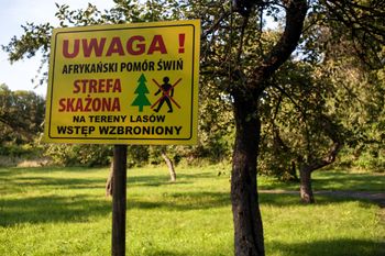 Wielkopolska szuka skutecznych metod walki z ASF
