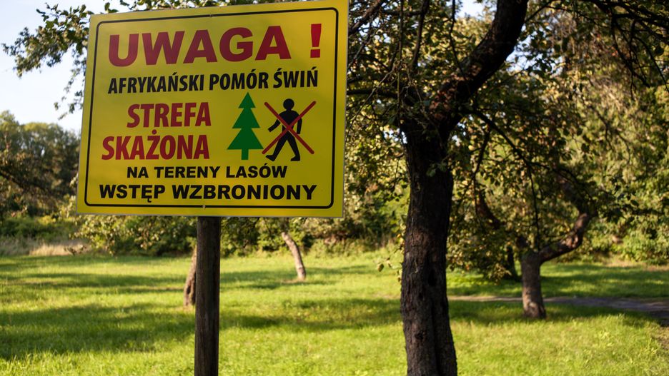 Wielkopolska szuka skutecznych metod walki z ASF