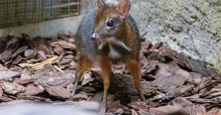 Maleńki myszojeleń w warszawskim zoo. "Słodziak z niego"