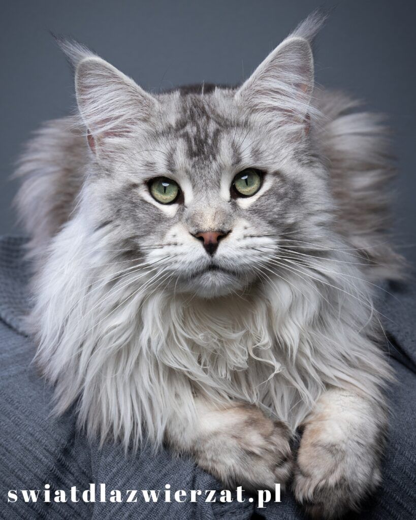 duży Maine Coon kot rasa