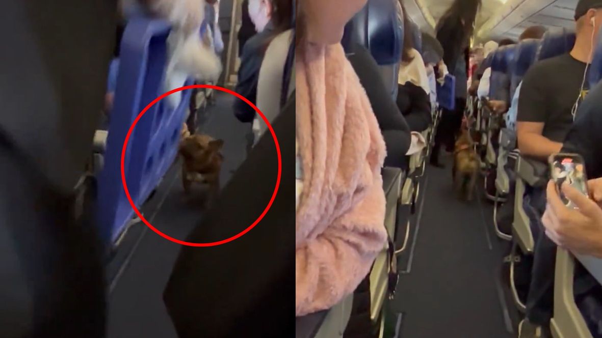 Pies spacerował sobie po samolocie