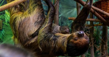 Nowe zwierzęta w polskim zoo. Znasz te gatunki?