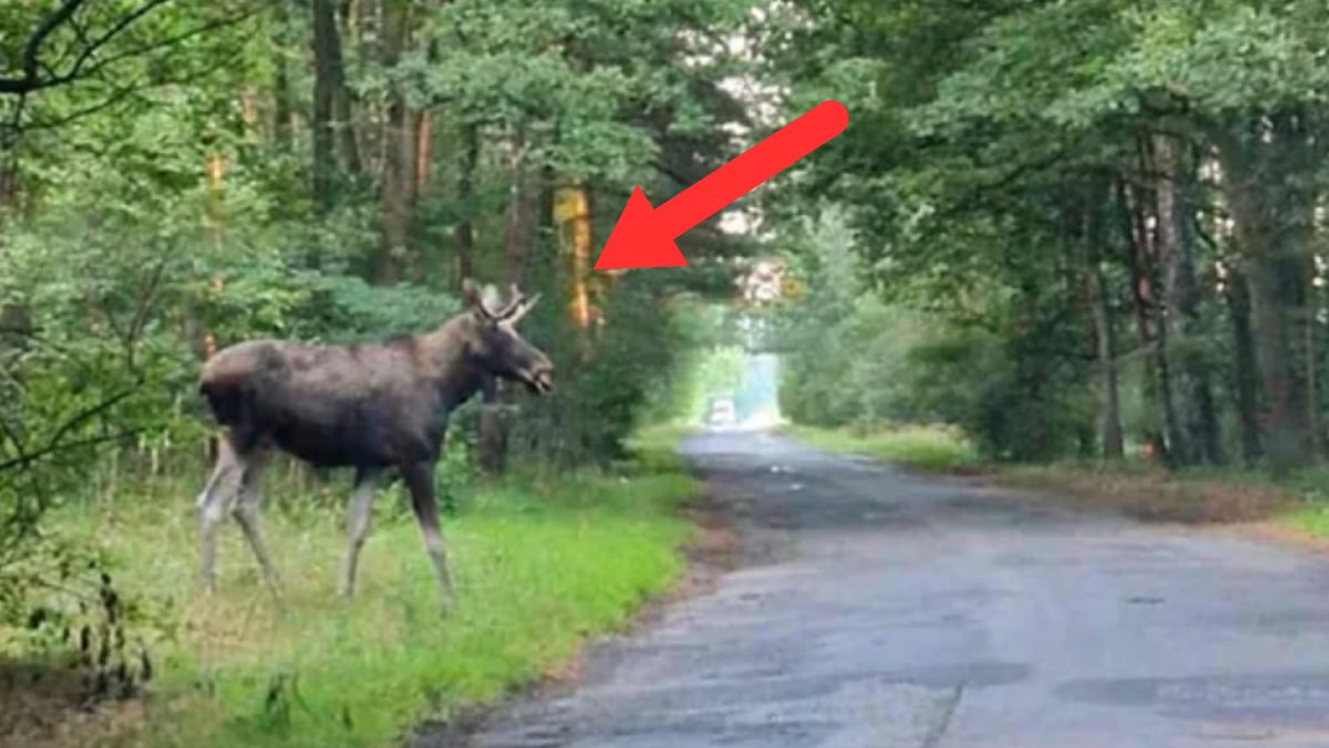 Leśnicy ostrzegają. W opolskich lasach czeka niespodzianka