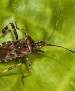 Wtyk amerykański. Szkodnik zza oceanu atakuje. Wchodzi do domów