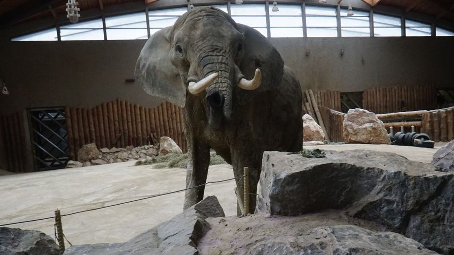 Nie tylko w słoniarni poznańskiego zoo w ostatnich miesiącach i latach dzieją się kontrowersyjne rzeczy