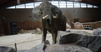 Poznań: Nie ma ciszy w zoo. Czasami oczy bolą jak się czyta, co tam się wyprawia. Tym razem do ofensywy przystąpił dyrektor z brygadzistą