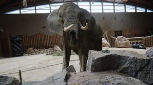 Poznań: Nie ma ciszy w zoo. Czasami oczy bolą jak się czyta, co tam się wyprawia. Tym razem do ofensywy przystąpił dyrektor z brygadzistą