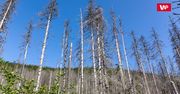 Zmiany klimatyczne, a owady. Sytuacja w polskich lasach jest na bieżąco monitorowana