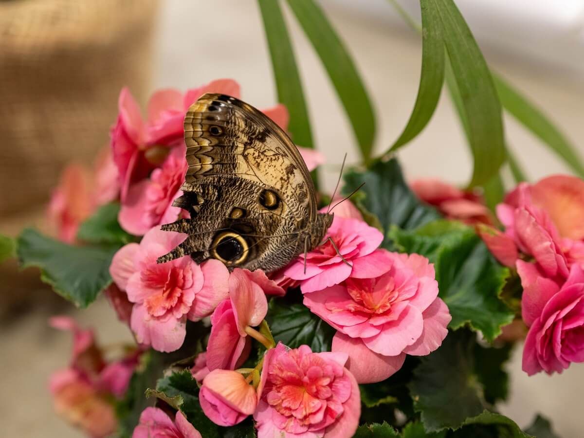 motyl
