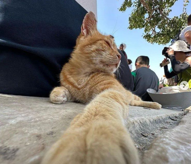 The red cat from Ephesus loves posing for photos.