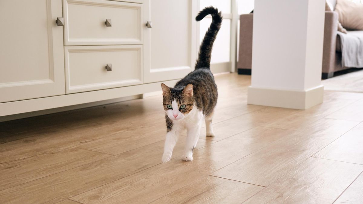 Co oznacza taki gest u kota?