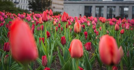 Warszawa. Ponad 700 tys. kwiatów zakwitnie przy ulicach i parkach