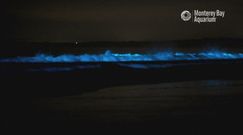 Bioluminescencyjny plankton. Widowiskowe zjawisko na wybrzeżu