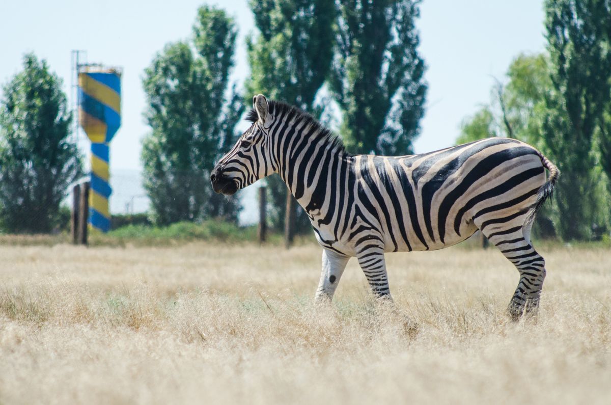 Zebra w rezerwacie Askania Nowa, Ukraina 