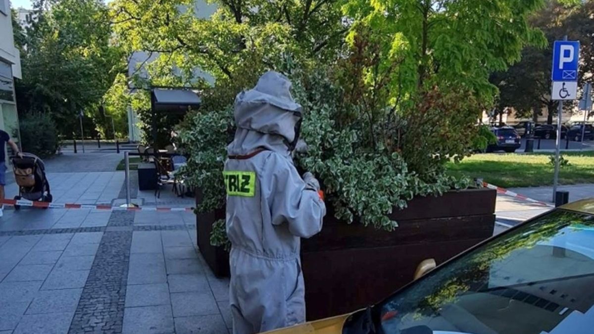 Osy zrobiły sobie gniazdo w donicy. Strażacy szybko je usunęli 