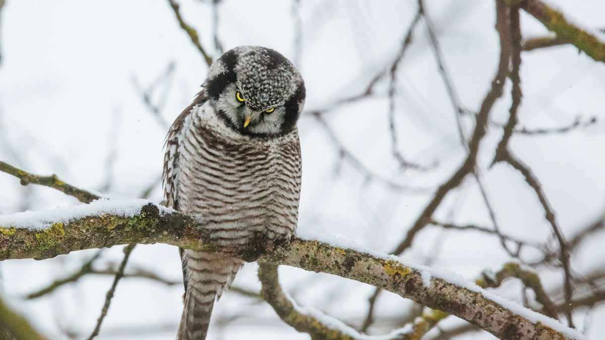 Sowy jarzębate pojawiają się w Polsce niezwykle rzadko