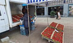 Prawdziwy wysyp truskawek. Padają pytania o "wirus" z Maroka