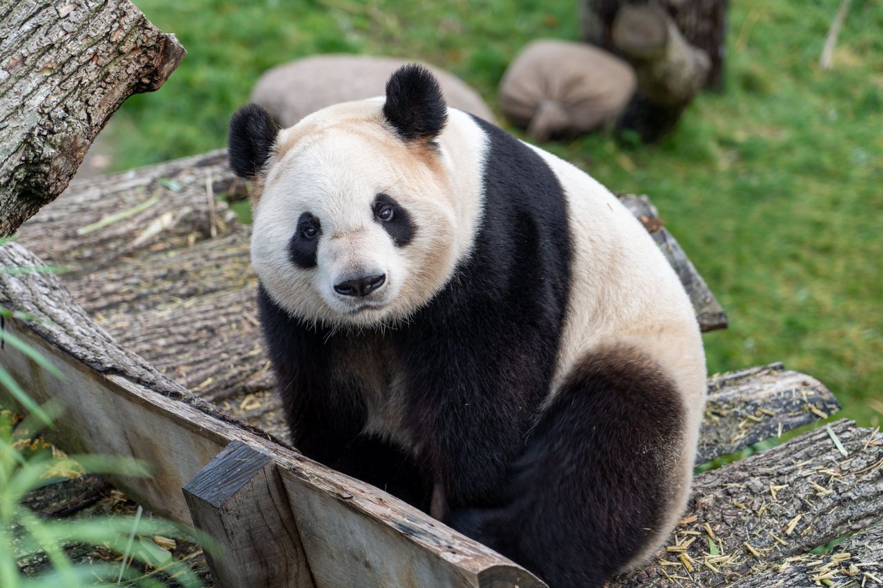 Panda wielka. Niedźwiedź bambusowy obchodzi swoje święto