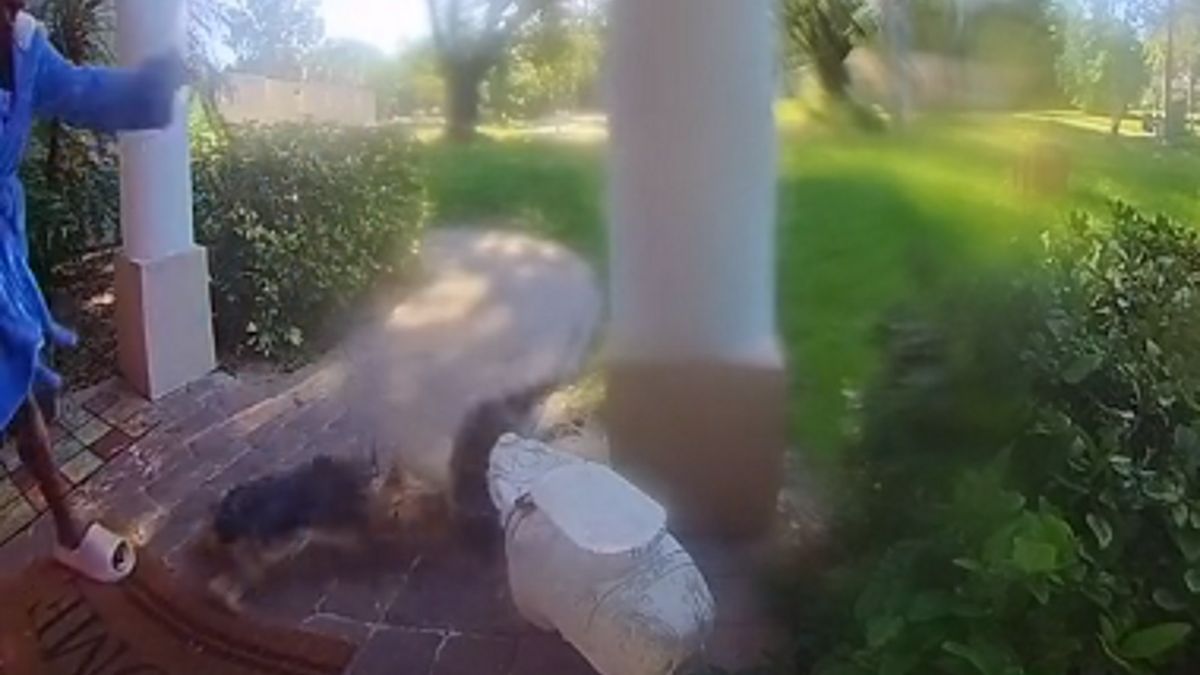 Szop pracz zaatakował znienacka