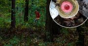 W lesie poczuła straszny zapach, a po chwili zobaczyła dziwny kształt. Leśnicy ostrzegają