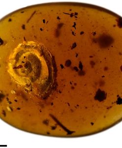 Włochaty ślimak zatopiony w bursztynie
